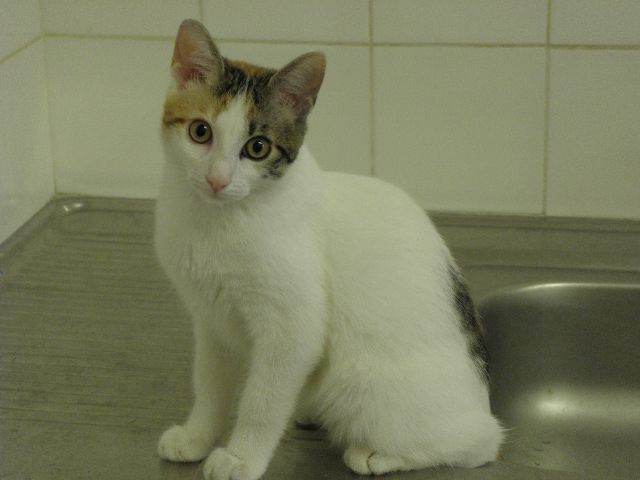 Ellande