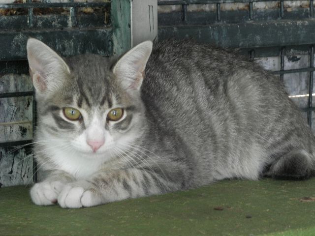 Georges