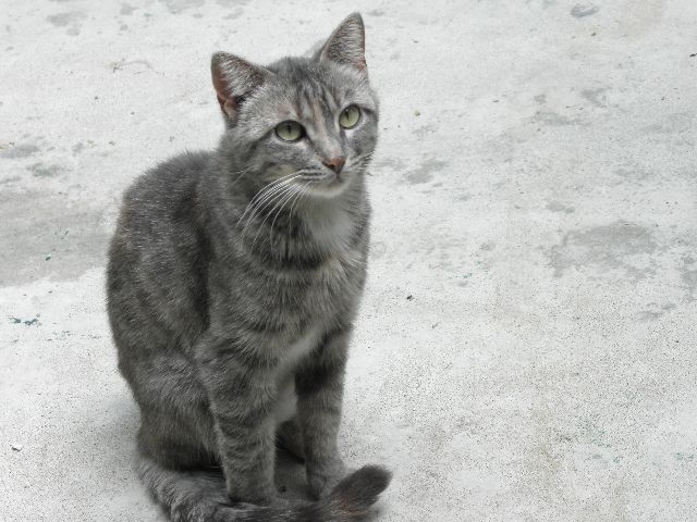 Eglantine