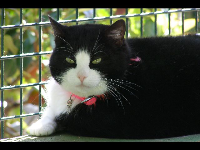 Minette