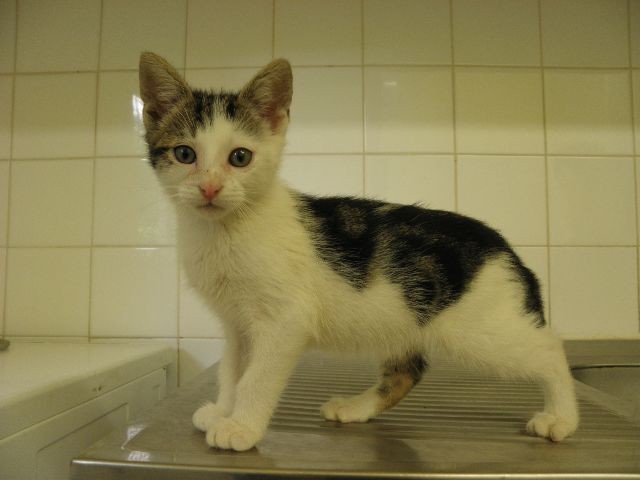 Fanki