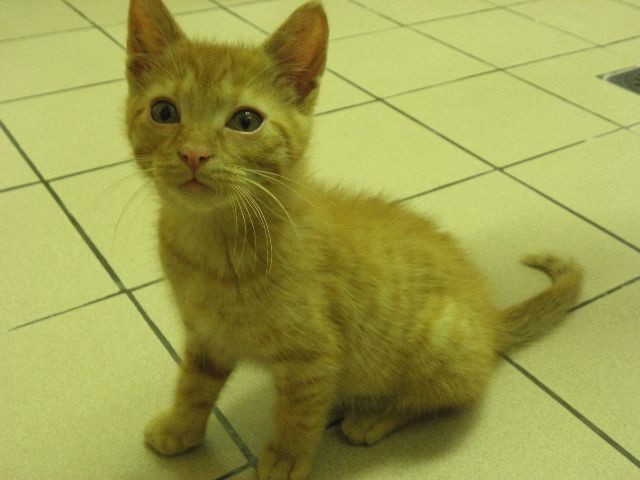 Fifi