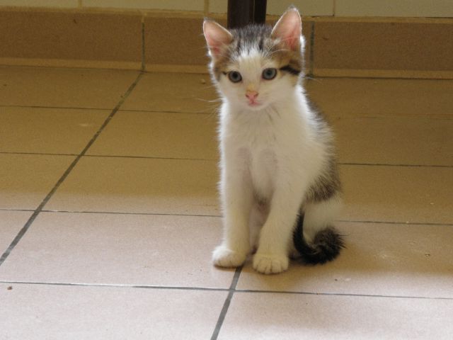 Fiocco