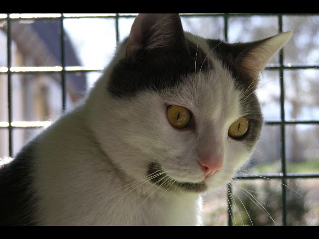 Domino