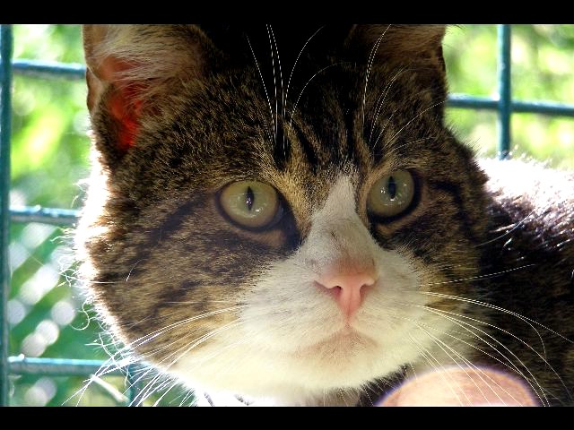 Edgard