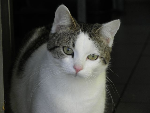 Fabiola
