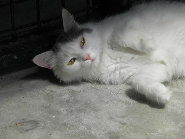 Fanny