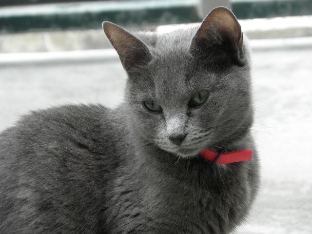Faustine
