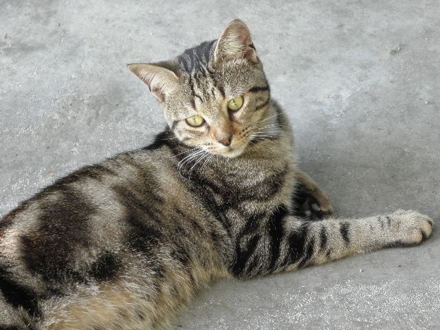 Figaro