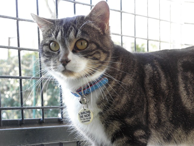 Franky