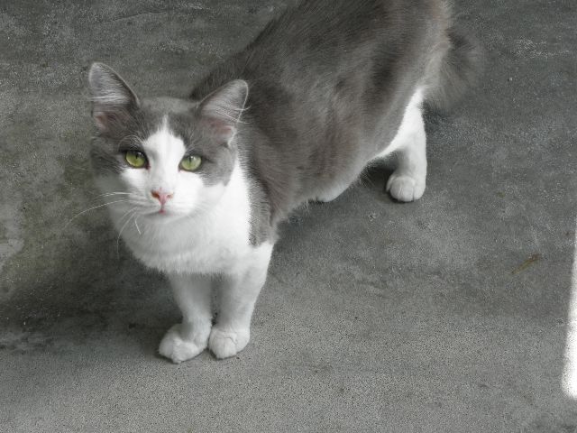 Fulgusse
