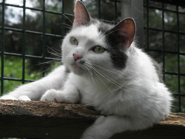 Minouchette
