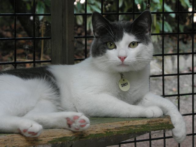 Pipou