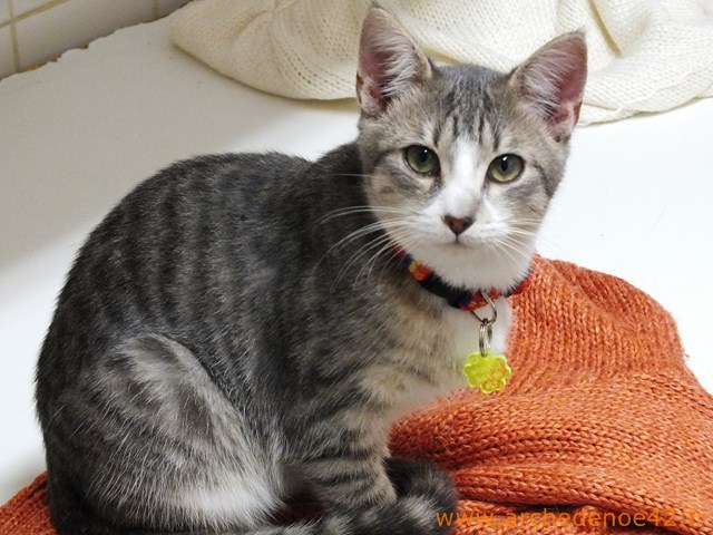 Gavroche