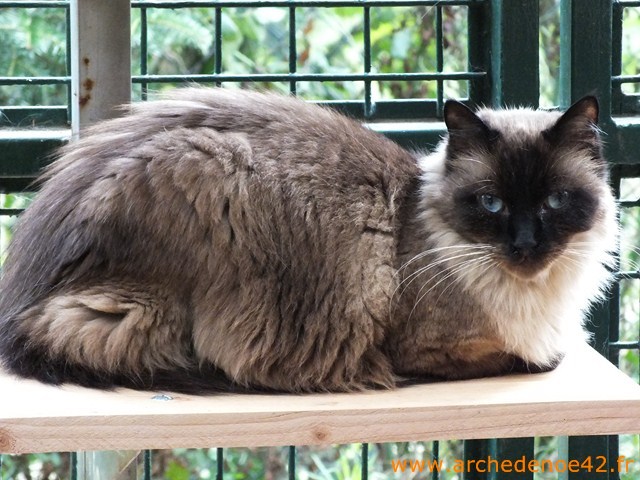 Filou
