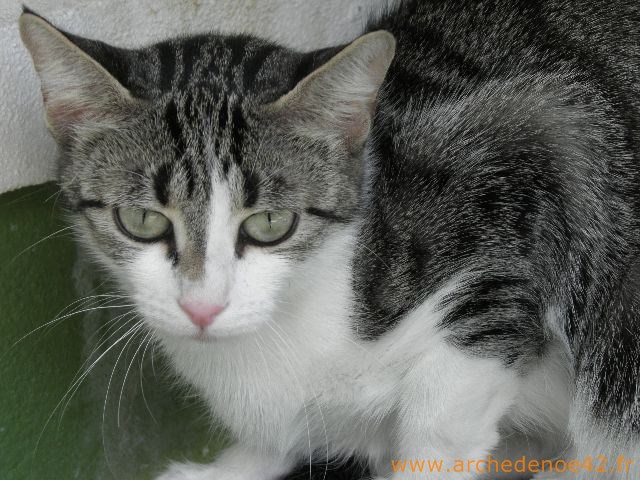 Fleur