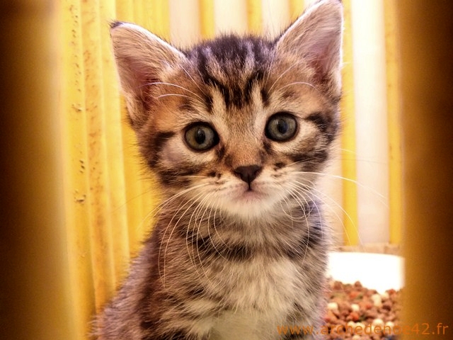 Hissa