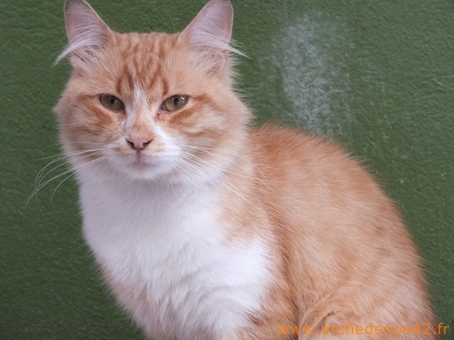 Hali