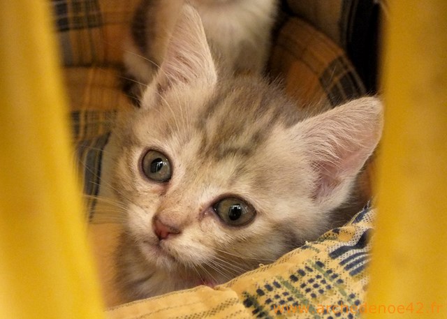 Illola