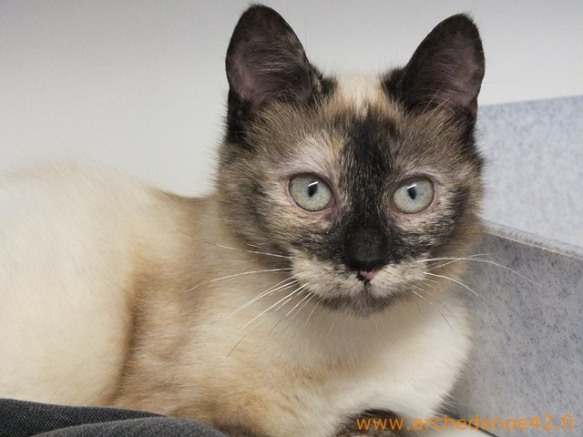 Iramis