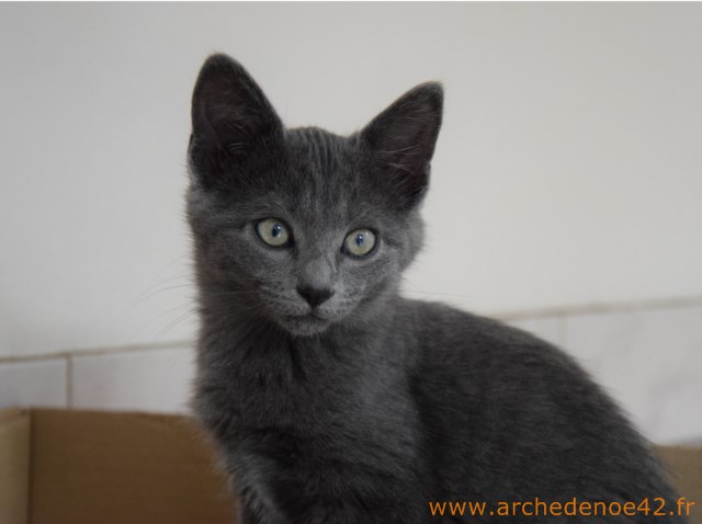 Jacobine