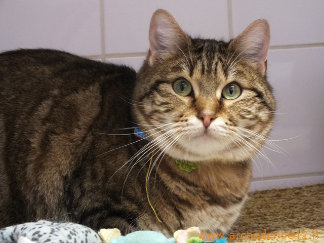 Idefix