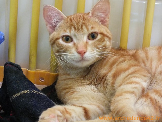 Jenci