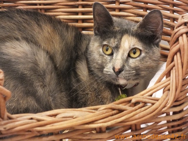 Maya