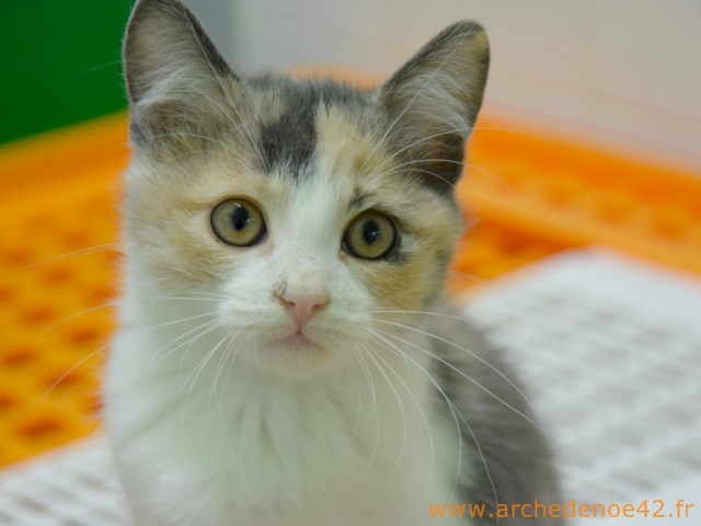 Lena