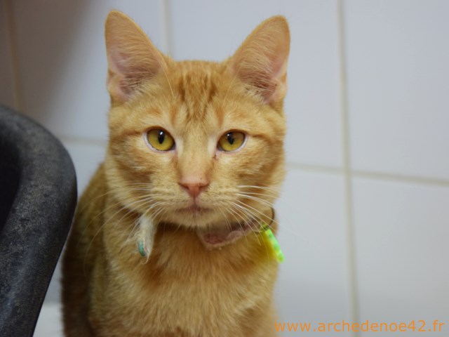 Leonaldo