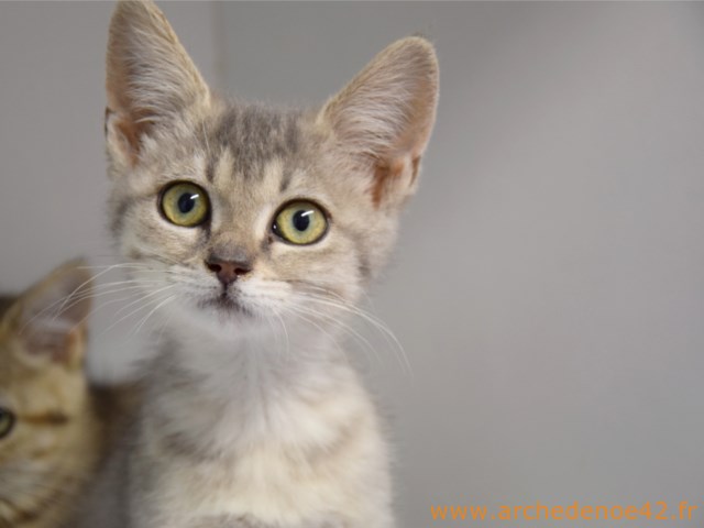 Lilia