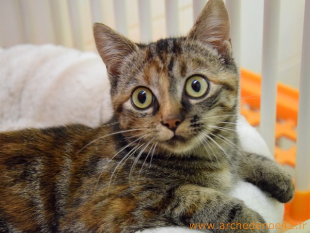 Liliana
