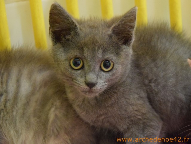 Lilio