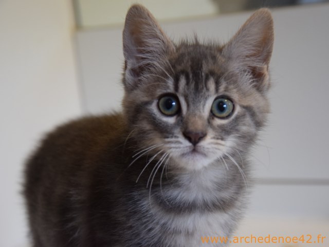 Lison