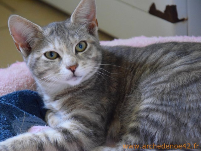 Louisella