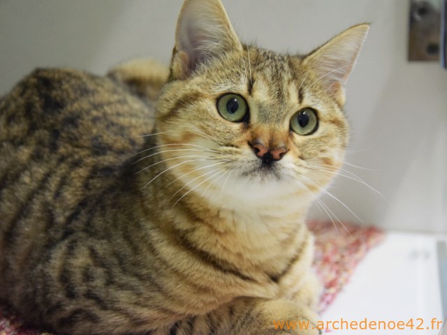 Luci