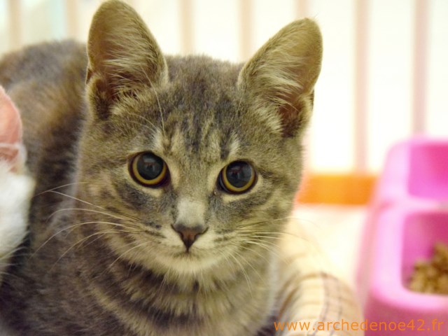 Lyra