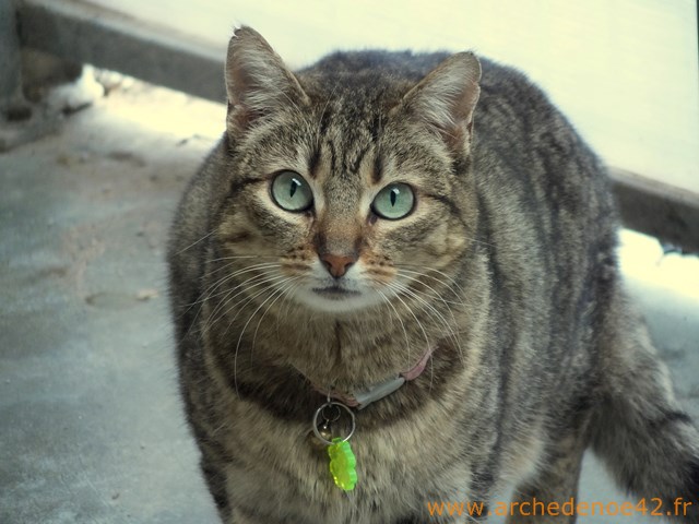 Mirabelle