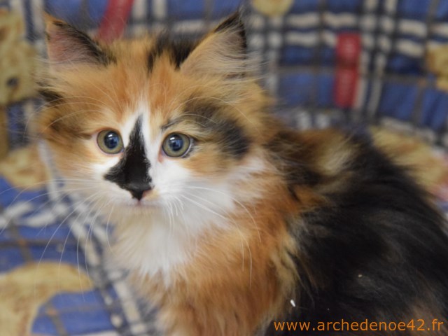 Malvina