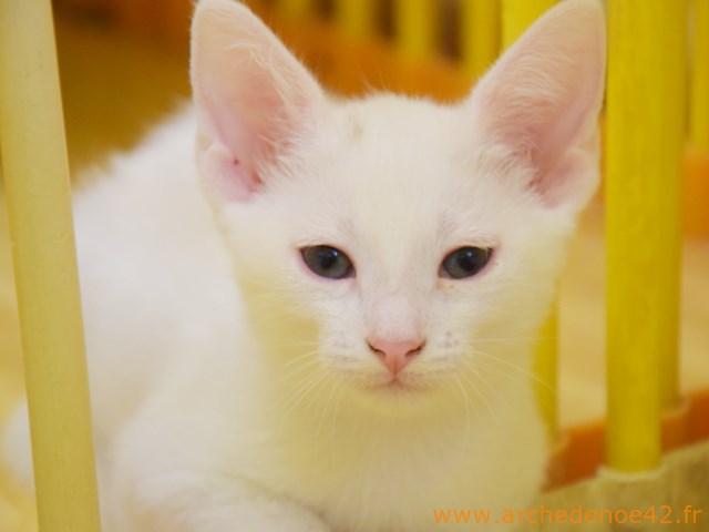 Melie