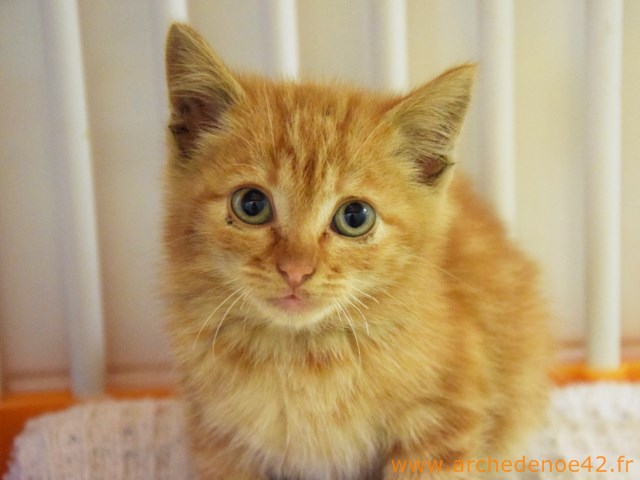 Miaouss