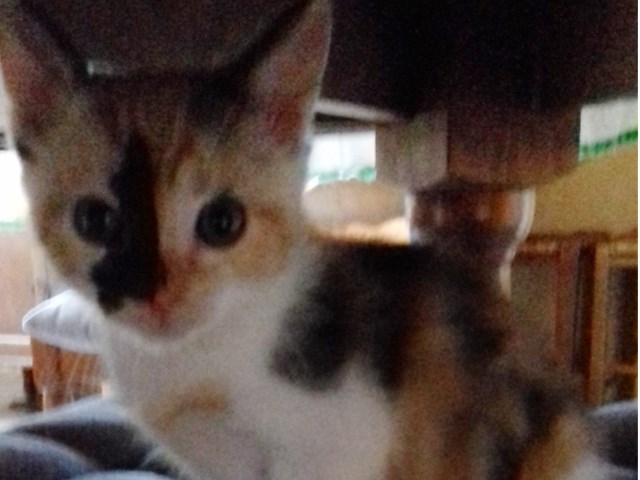 Miette
