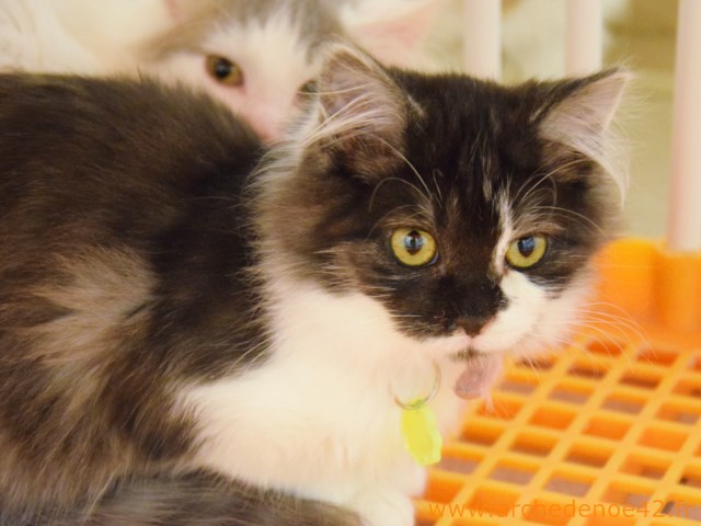 Mignonne