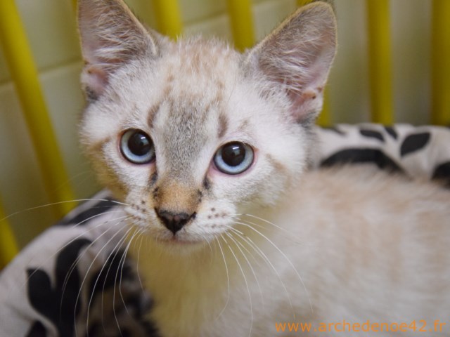 Miko2
