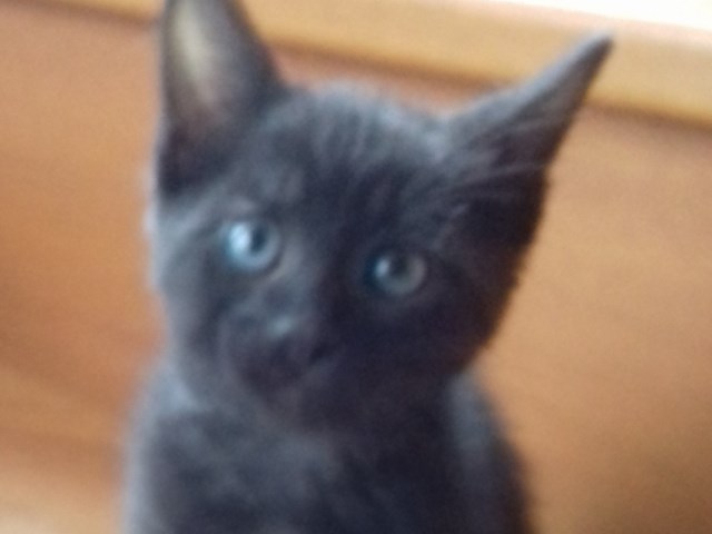 Mingo