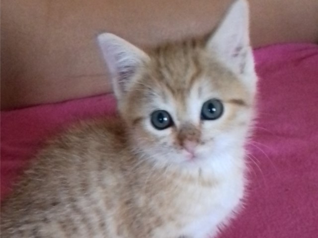 Misha