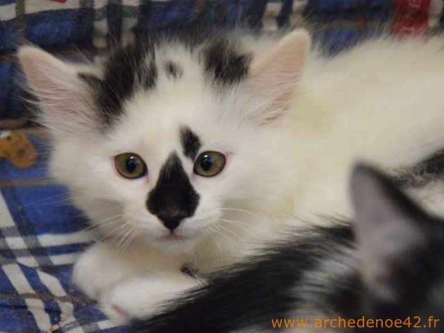Mitsi