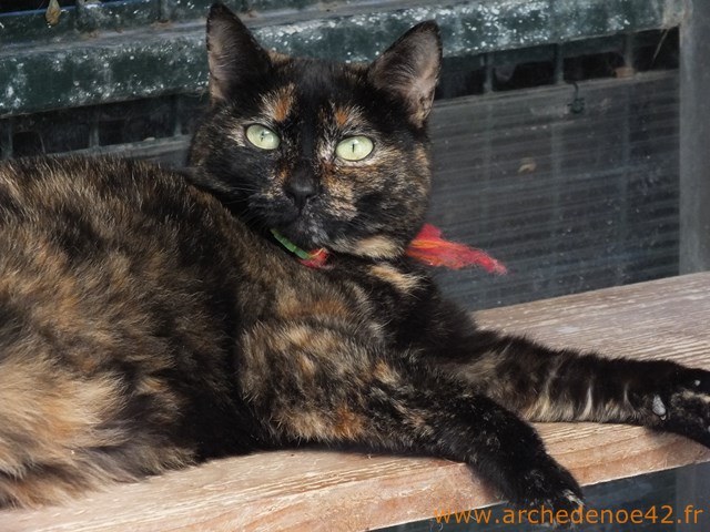 Heidi