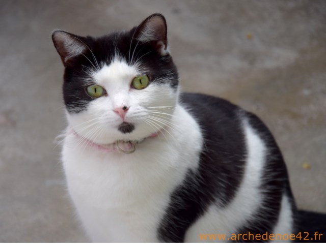 Jelica