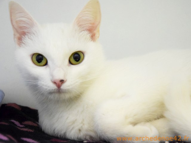 Manolita